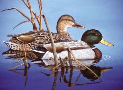 PEINTURE À NUMÉROS ADULTE LARGE - CANARDS COLVERTS SUR L'EAU